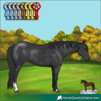 Horse Color:Black Sabino 