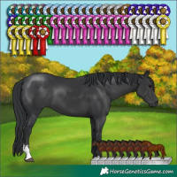 Horse Color:Black Sabino 