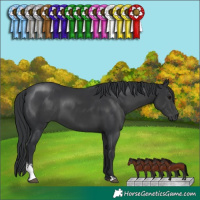 Horse Color:Black Sabino