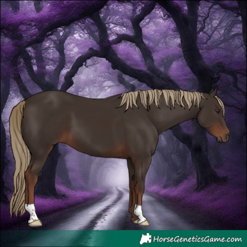 Horse Color:Liver Chestnut 