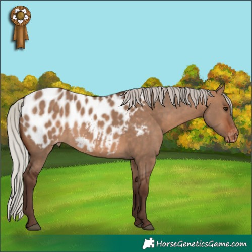 Horse Color:Silver Brown Dun Blanket 