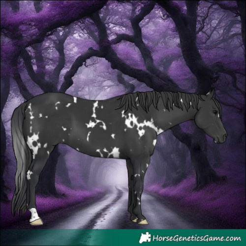 Horse Color:White Spotted Black 