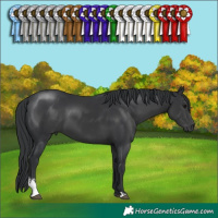 Horse Color:Black Sabino 