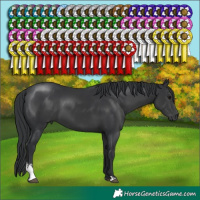 Horse Color:Black Sabino 