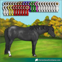 Horse Color:Black Sabino