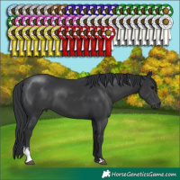 Horse Color:Black Sabino 