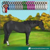 Horse Color:Black Sabino
