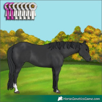 Horse Color:Black Sabino 