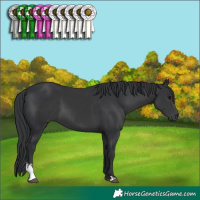 Horse Color:Black Sabino 