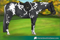 Horse Color:White Spotted Black 