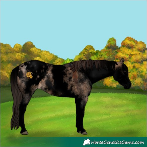 Horse Color:Void White Spotted Brown Dun Sabino Splash Appaloosa 