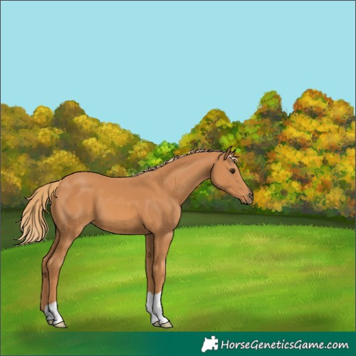 Horse Color:Chestnut 