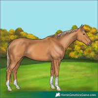 Horse Color:Chestnut 