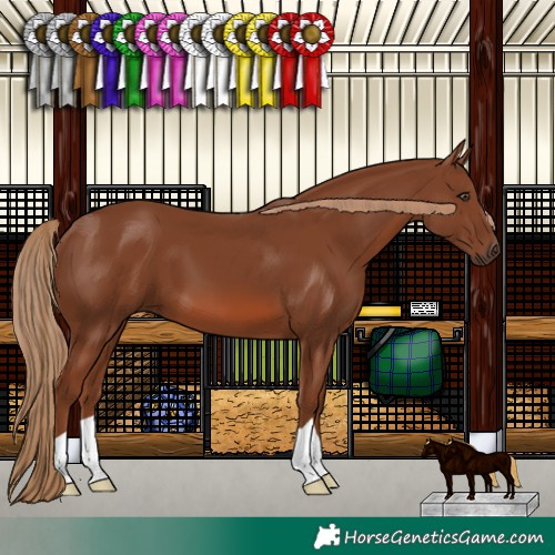 Horse Color:Chestnut 