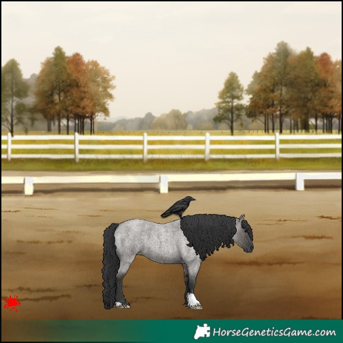 Horse Color:Grullo Roan 