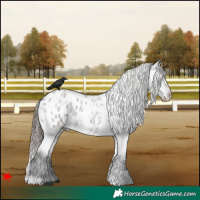 Horse Color:Grullo Roan Blanket 