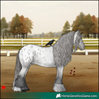 Horse Color:Grullo Roan Appaloosa 