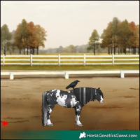 Horse Color:White Spotted Black Rabicano 