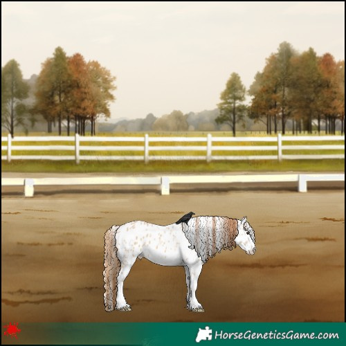 Horse Color:White Spotted Red Dun Leopard
