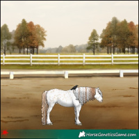 Horse Color:White Spotted Red Dun Leopard 