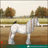 Horse Color:Chestnut Appaloosa 