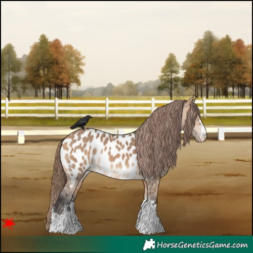Horse Color:Bay Dun Appaloosa 