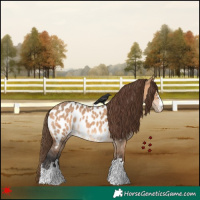 Horse Color:Bay Dun Appaloosa 