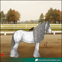 Horse Color:White Spotted Blue Roan Appaloosa 
