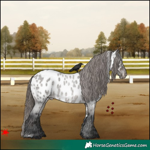 Horse Color:White Spotted Grullo Roan Appaloosa 