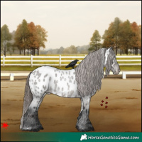 Horse Color:White Spotted Grullo Roan Appaloosa