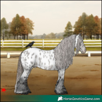 Horse Color:White Spotted Grullo Roan Appaloosa 