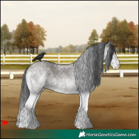 Horse Color:White Spotted Grullo 
