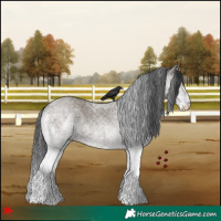 Horse Color:White Spotted Grullo 
