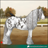 Horse Color:White Spotted Grullo Splash Appaloosa 