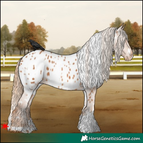 Horse Color:White Spotted Chestnut Near Leopard 