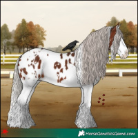 Horse Color:White Spotted Silver Brown Splash Appaloosa