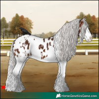 Horse Color:White Spotted Silver Brown Splash Appaloosa