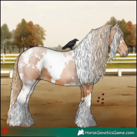 Horse Color:White Spotted Chestnut