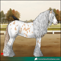 Horse Color:White Spotted Red Dun Appaloosa 