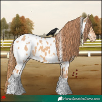 Horse Color:White Spotted Red Dun Appaloosa 