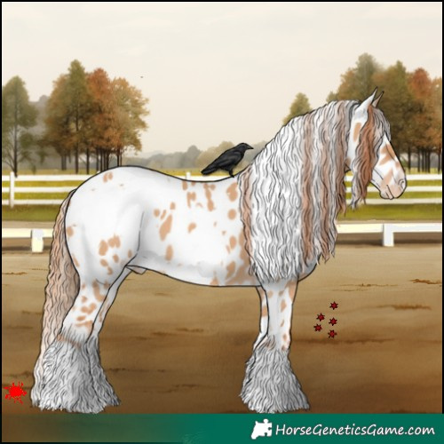 Horse Color:White Spotted Red Dun Appaloosa 