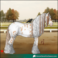 Horse Color:White Spotted Red Dun Appaloosa