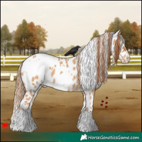 Horse Color:White Spotted Red Dun Appaloosa