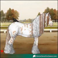 Horse Color:White Spotted Red Dun Appaloosa 