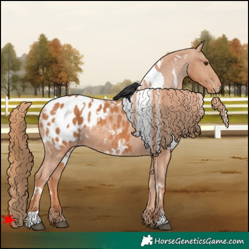 Horse Color:White Spotted Chestnut Appaloosa 