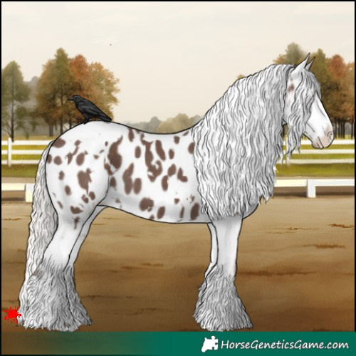 Horse Color:White Spotted Silver Black Appaloosa 