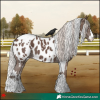 Horse Color:White Spotted Silver Black Appaloosa 