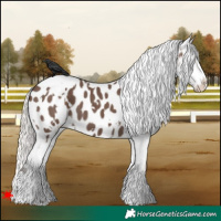 Horse Color:White Spotted Silver Black Appaloosa 