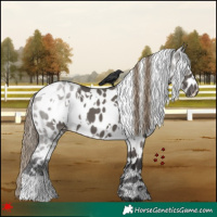 Horse Color:White Spotted Smoky Grullo Appaloosa 