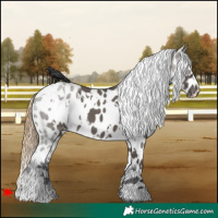 Horse Color:White Spotted Smoky Grullo Appaloosa 